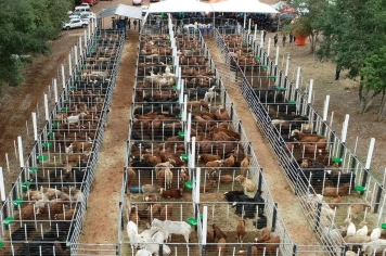 7º Remate de Bovinos de Corte movimenta o setor agropecuário em Barra do Rio Azul