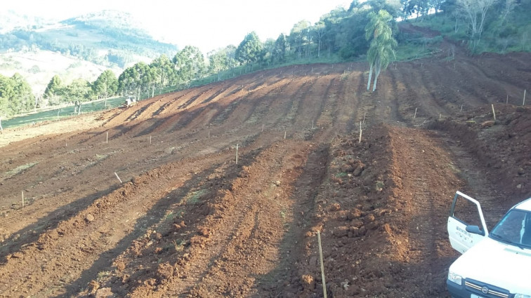 Barra do Rio Azul incentiva agricultura com a distribuição de mudas de citros  	